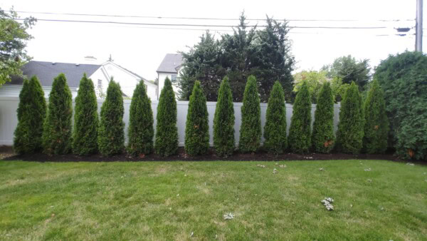 emerald green arborvitae