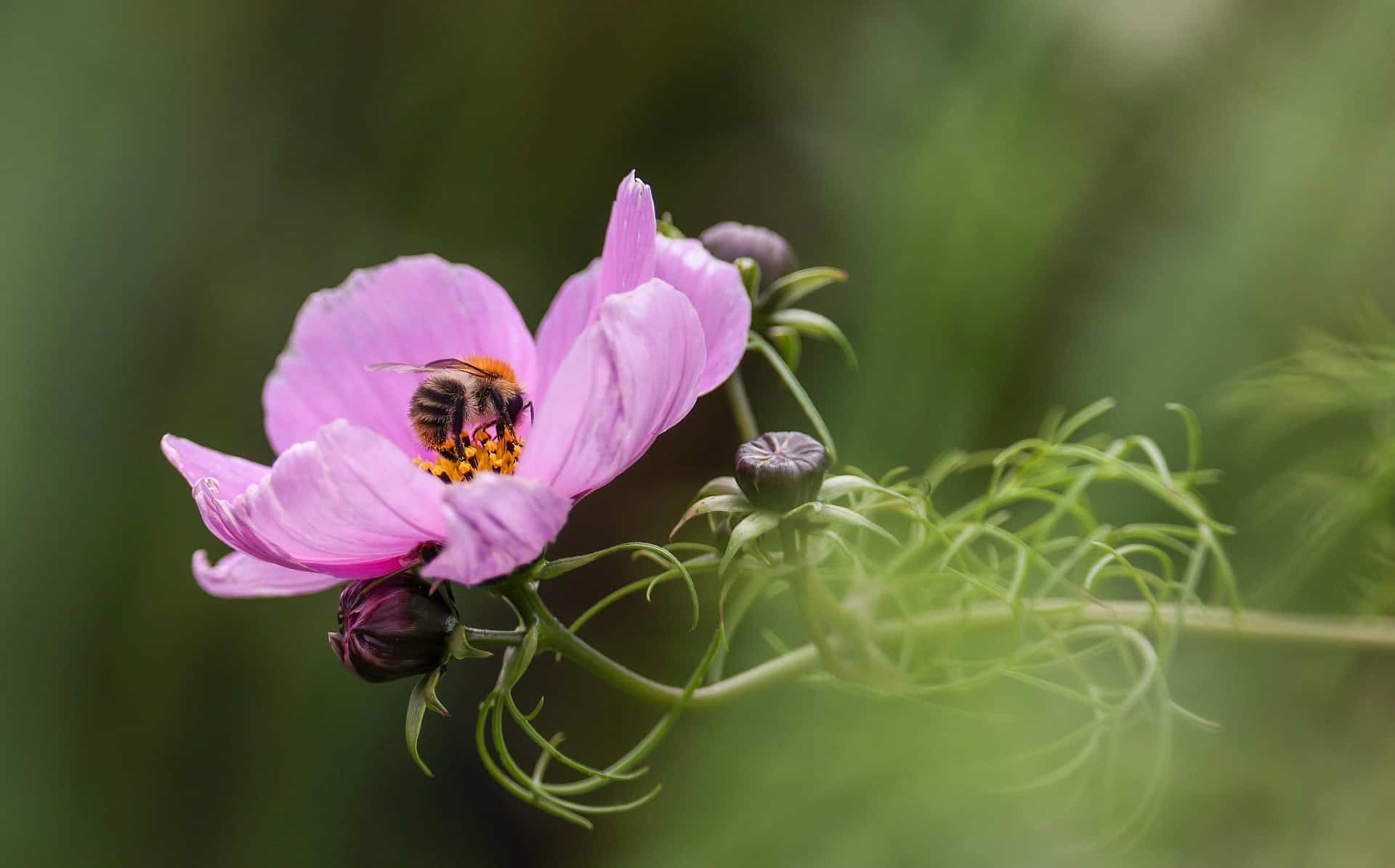 Pink flower with a bee in it collecting pollen.