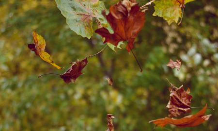 flying leaves 450x270