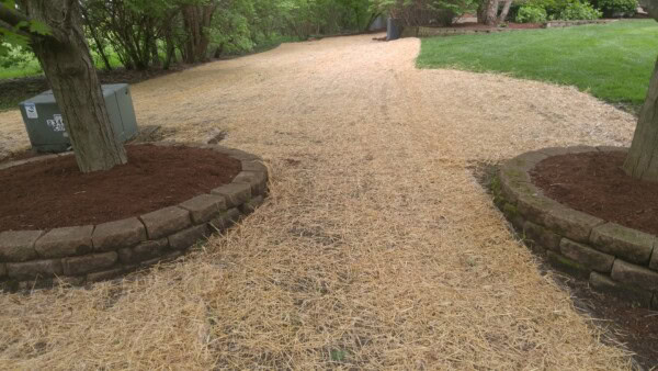 glen ellyn seed