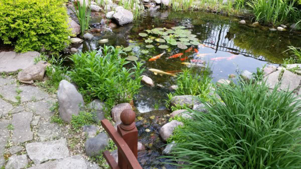 koutsky backyard 2017 koi pond