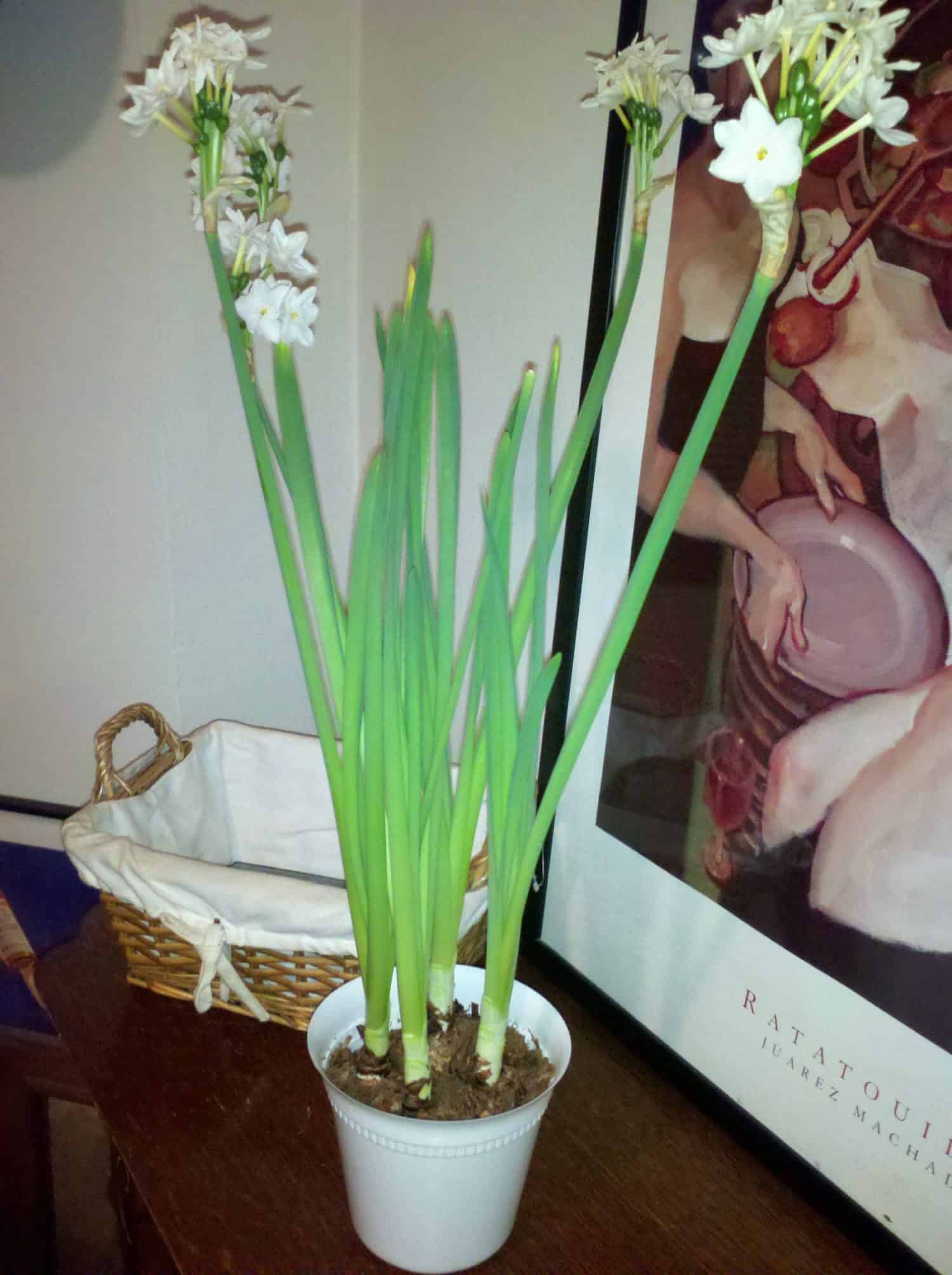 Paper Whites 2-1-12 #2