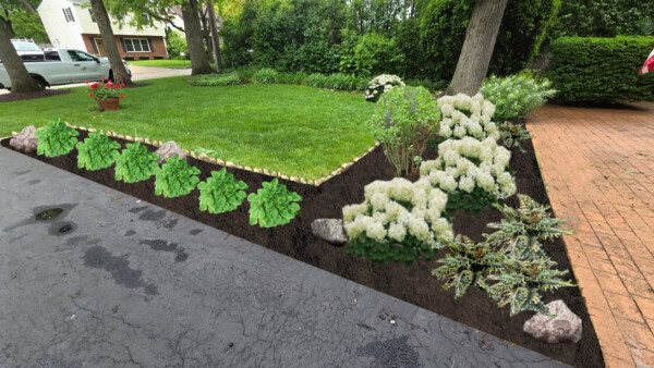 serritella front design