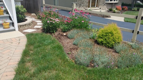 shaw front perennials