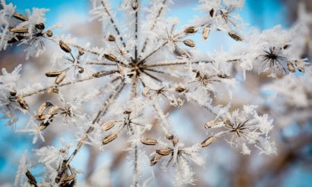 snow covered branch 450x270