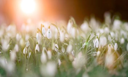 snowdrops 450x270