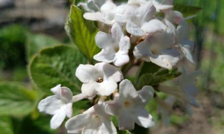 spring flowering shrub 450x270