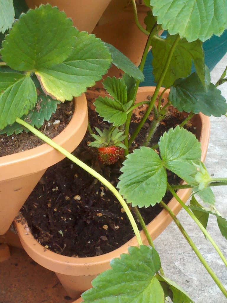 Strawberry #2