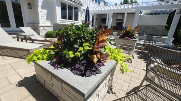 tropical box plantings