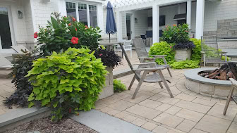 tropical box plantings after