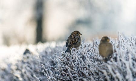 winter birds 1 450x270