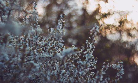 winter tree 1 450x270